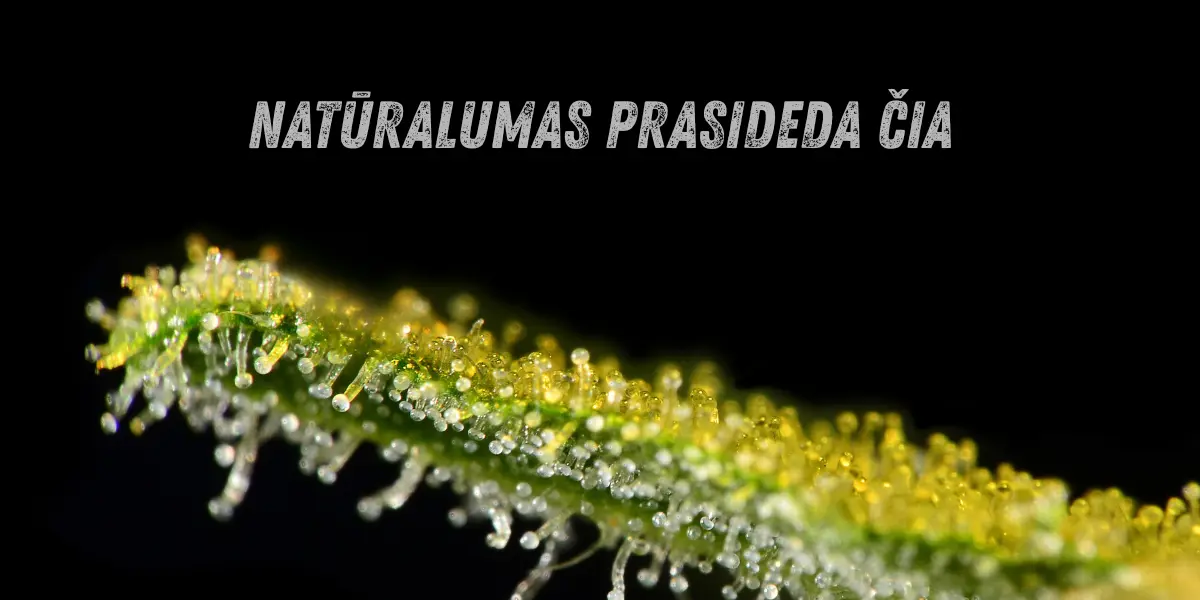 maguspacecbd-kanapes-ziedai-arbata