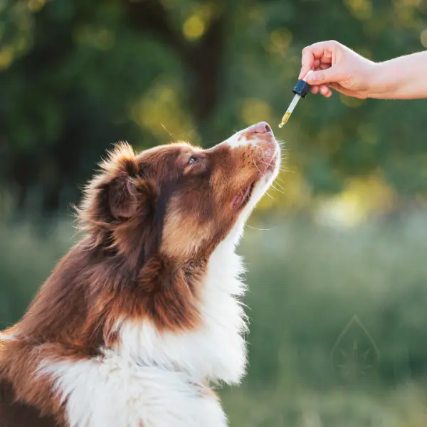 cbd-gyvunams-sunims-katems-augintiniams