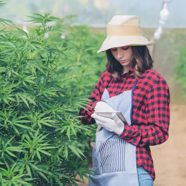 kanapiu-auginimas-kaip-teisingai-auginti-cbd-ziedus