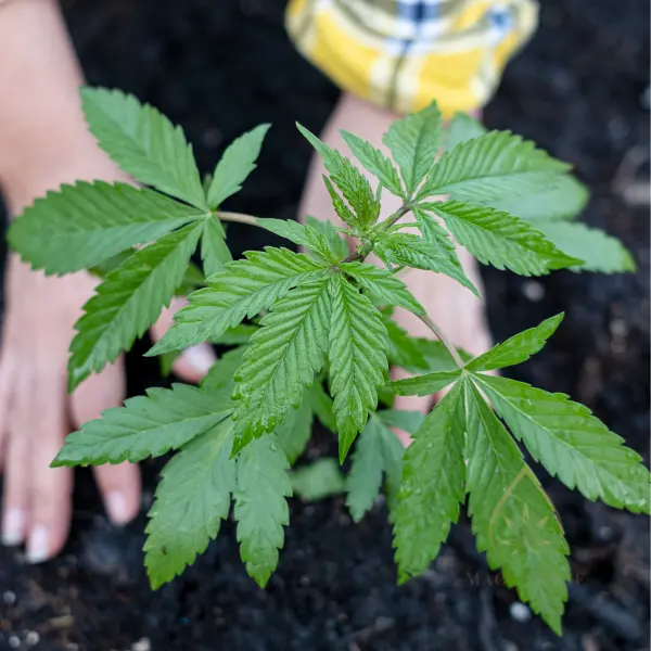 sausra-kanapes-ziedai-kaip-auginti-derlius-ziedai