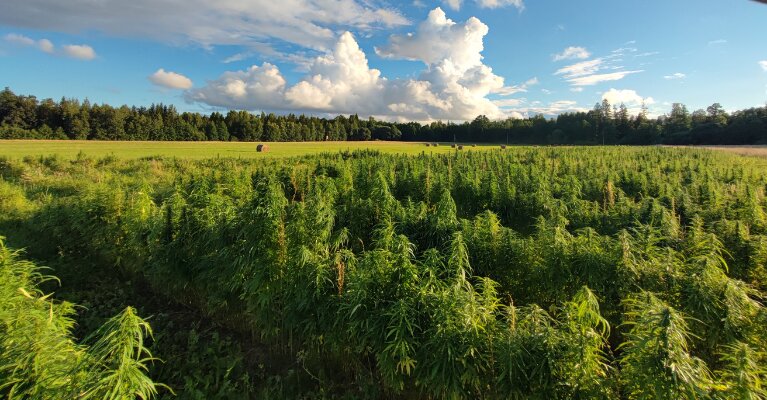 hemp-cannabis-farm