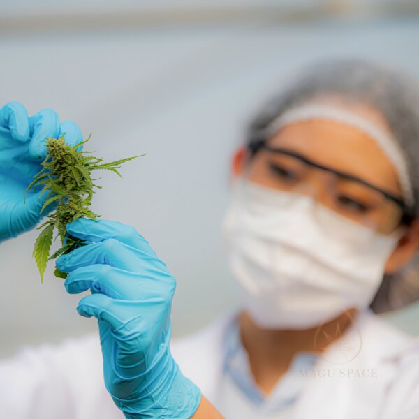 kanapes thc tyrimai cbd