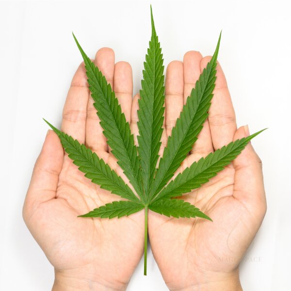kanapes-ziedai-cbd-maguspace-arbata-sveikata